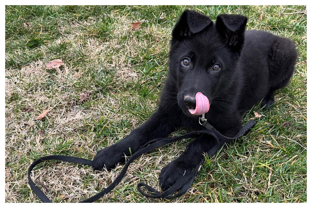 ElitePuppyTraining.com