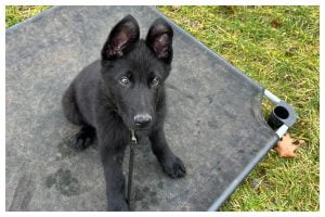 ElitePuppyTraining.com