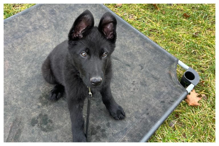 ElitePuppyTraining.com