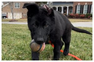 Puppy training day 30 - Elite Puppy Training Lake Norman NC