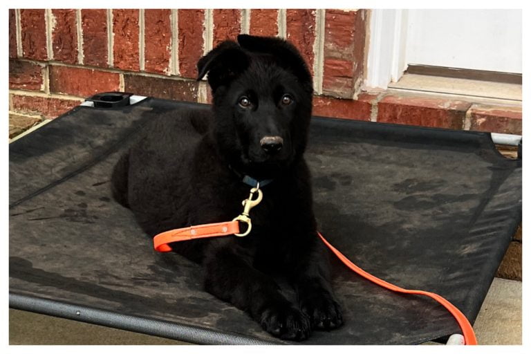 Puppy training day 31 - Elite Puppy Training Lake Norman NC