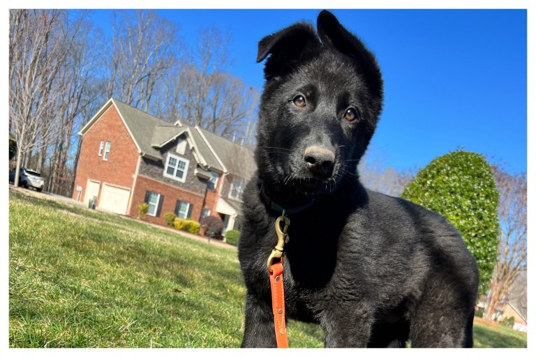 Puppy training day 33 - Elite Puppy Training Lake Norman NC