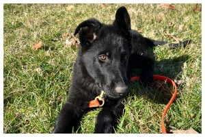 Puppy training day 34 - Elite Puppy Training Lake Norman NC
