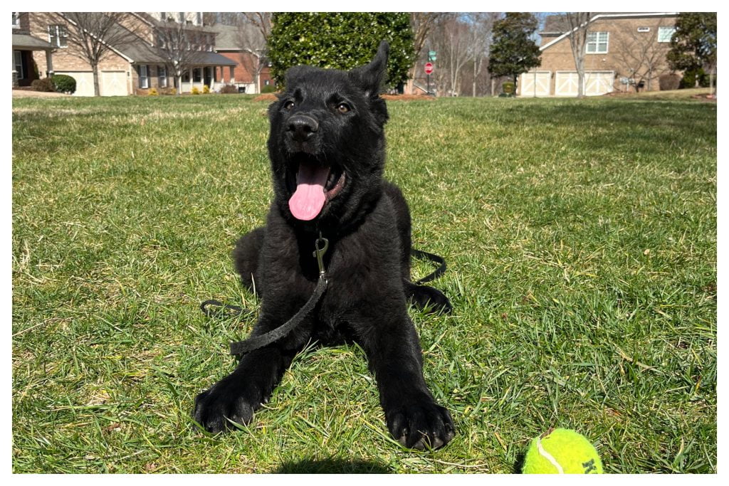 ElitePuppyTraining.com