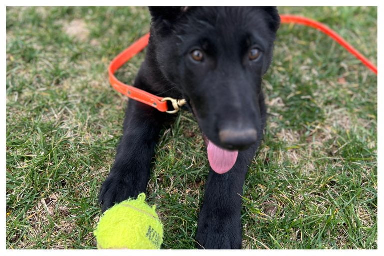 Puppy training day 36 - Elite Puppy Training Lake Norman NC