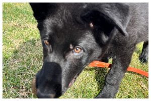 Puppy training day 37 - Elite Puppy Training Lake Norman NC