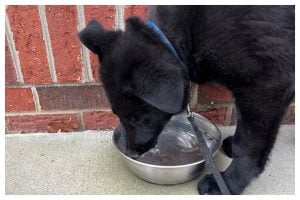 Puppy training day 38 - Elite Puppy Training Lake Norman NC