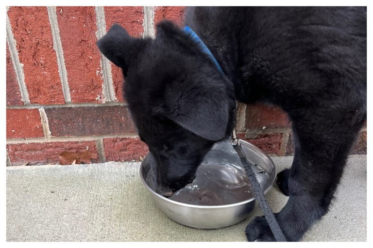 Puppy training day 38 - Elite Puppy Training Lake Norman NC