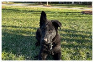 Puppy training day 39 - Elite Puppy Training Lake Norman NC