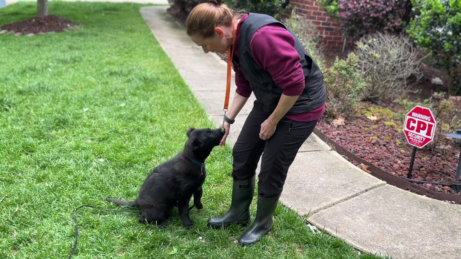 Trainer feeding a black German Shepherd puppy immediately after blowing a recall whistle during a charging session