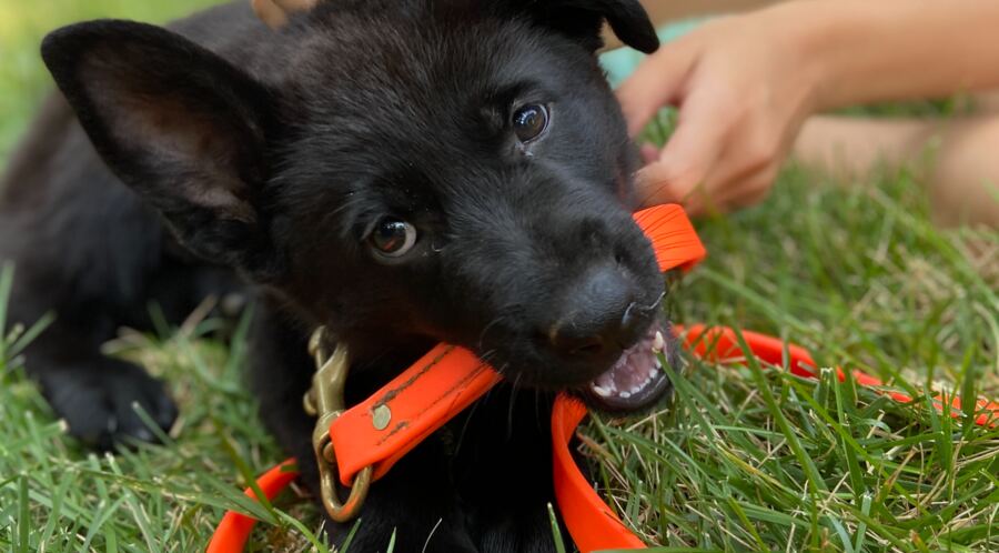 A black German Shepherd puppy chewing an orange leash