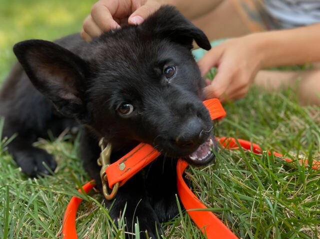 A black German Shepherd puppy chewing an orange leash