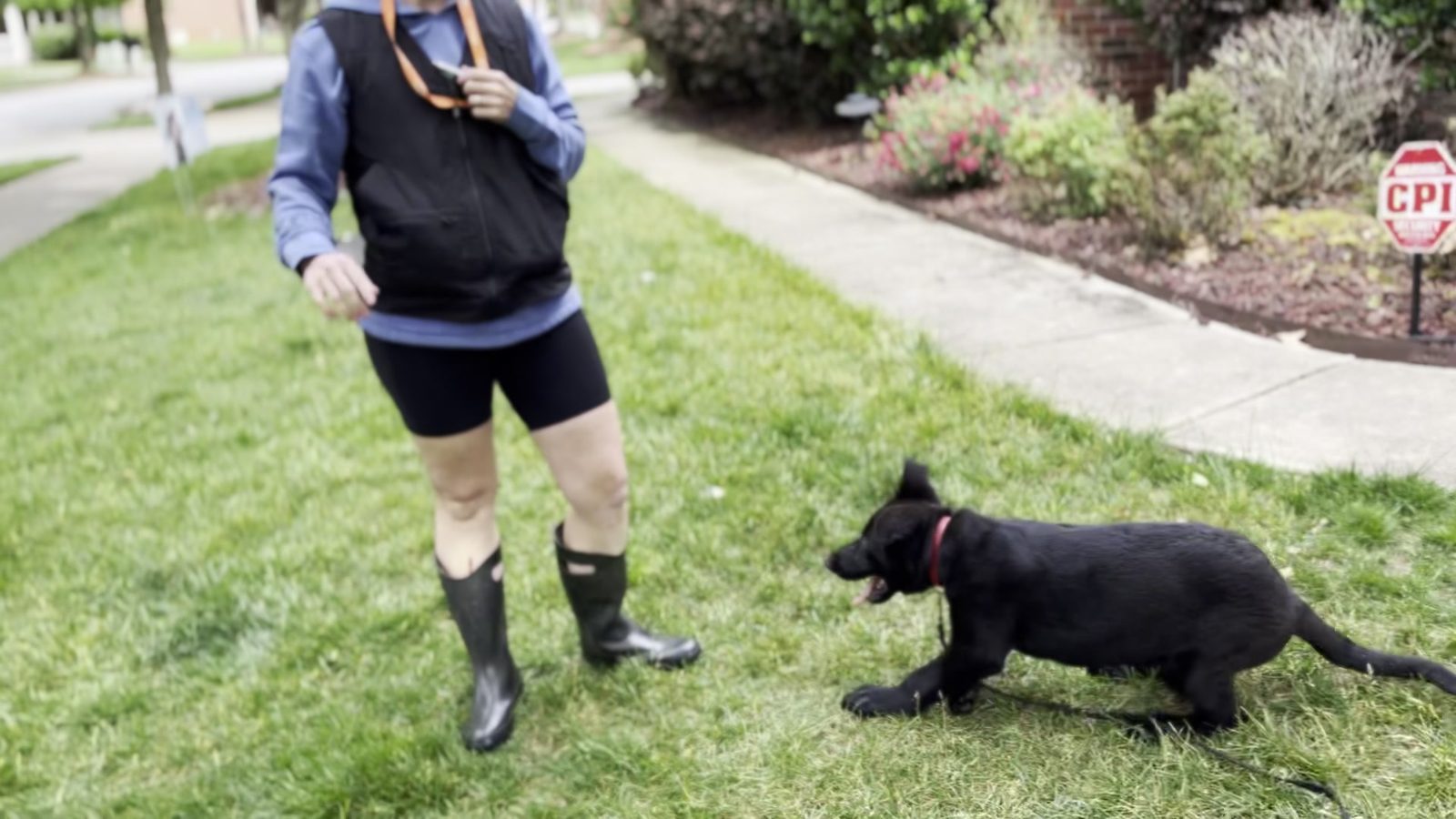 Black German Shepherd puppy trotting in toward the handler after a whistle recall cue in a grass yard