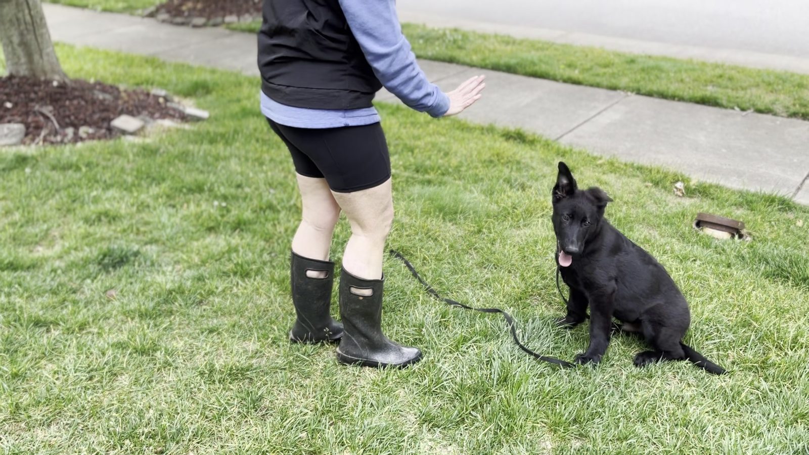 Black German Shepherd puppy sitting attentively at the handler's feet attached to a long training line during recall practice