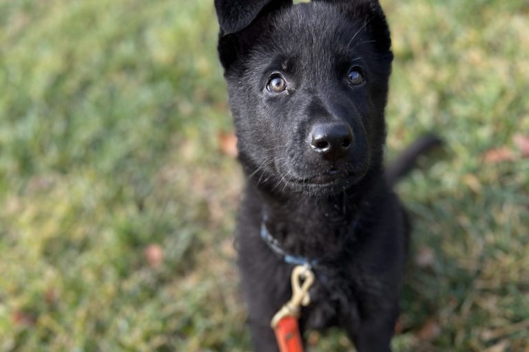 Black German Shepherd puppy sitting in grass on a red leash, looking up at the handler during recall training